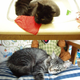 Image for article titled Caturday Night Special: Reader Kitties Are Surly & Sweet